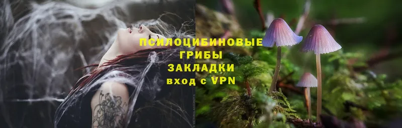 Галлюциногенные грибы Psilocybe  где купить   Льгов 